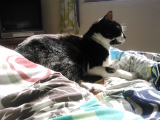 Animal, felino, gato, adulto, macho, preto e branco, deitado, cama, quarto, sol, manhã.
