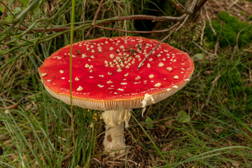 round fly agaric on moss from above