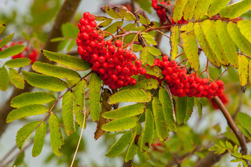 Two large clusters of ripe red mountain ash on branches in the sun. Bright berry, green leaves....