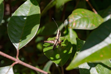 grasshopper on the tree