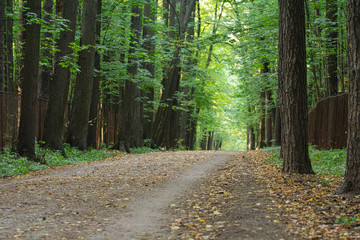 path in forest