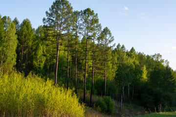 Forest road in the rays of the setting sun. Evening walk in the woods.