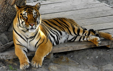 Striped tiger laying chilling relaxing in the zoo