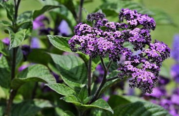 Blossoming flowers in botanical garden