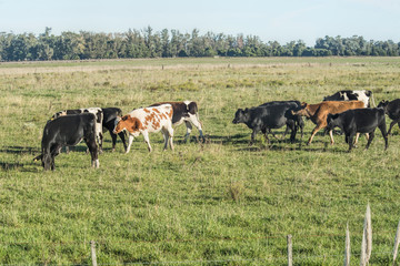 Cows grazing on the grass field in Argentina © altzaga