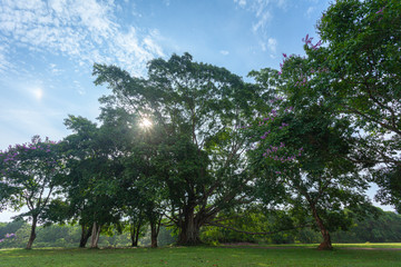 Khao Yai National Park is the largest rainforest in Thailand. There are many waterfalls. .There are various wildlife and plant species. .There are resorts and camping sites for people to relax in.