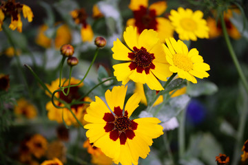 Wild yellow UK Summer flowers