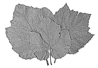 Set of distress tree leaves, leaflet texture.Illustration. Black and white grunge background.