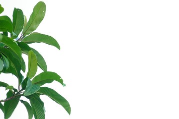 Tropical elephant apple tree leaves with branches on white isolated background for green foliage backdrop