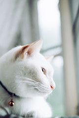 White cats sitting on windowsill and looking to a window with morning light,cat looking out the window on a sunny day