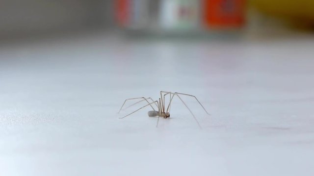 Mosquito Crane fly.