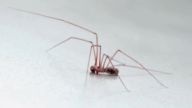Mosquito Crane fly.