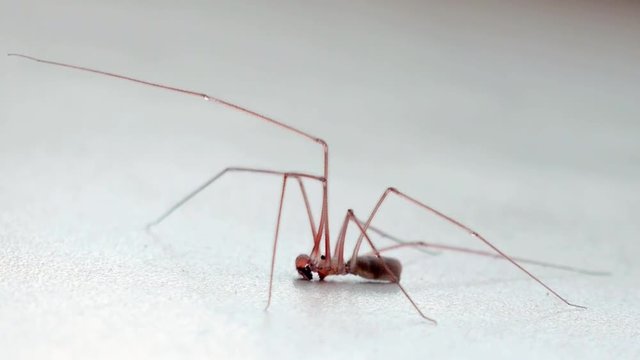 Mosquito Crane fly.