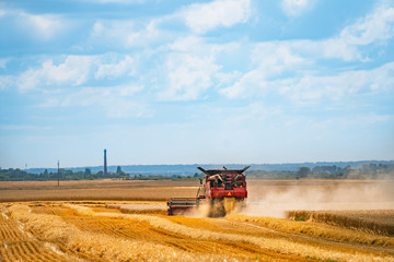 A combine harvest a ripe crop of wheat in the middle of a farm field. Harvest time. Agricultural sector