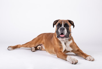 boxer breed dog sitting on the floor with white background