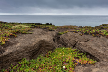 Colorful green red succulent plants growing on lava basalt beaches at the westcoast of Faial Island.