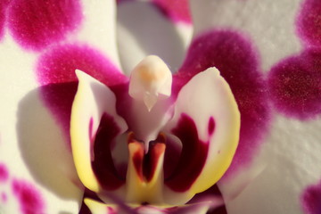 orchidea
