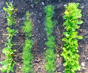 Healthy lettuce growing in vegetable garden. Healthy food. Top view