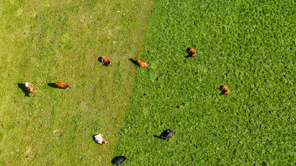 aerial view over the meadows and wild cows