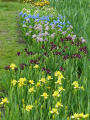 field of iris flowers