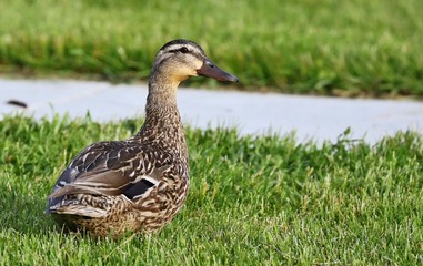 Malard - The most abundant and widespread of all waterfowl, the mallard is also the most hunted game bird.