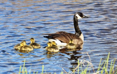 Obraz premium geese and goslings on the lake