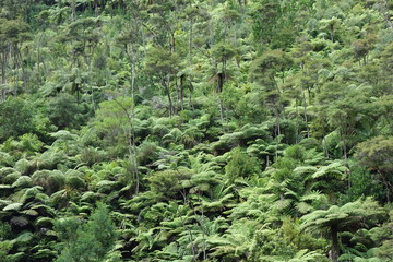 Jungle 