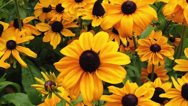 Rudbeckia hirta var. pulcherrima yellow flower. Commonly called black eyed Susan. Also known as brown-eyed Susan, brown betty, gloriosa daisy, English bull's eye, Many flowers after rain.