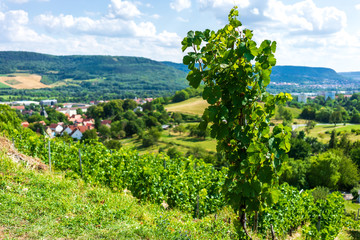 Fototapeta na wymiar Vineyard with great view at Jena