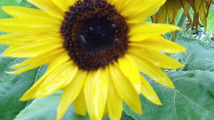 Sunflower (Helianthus annuus). close up