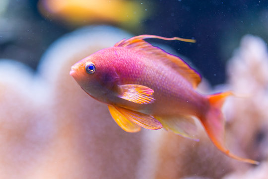 Pseudanthias squamipinnis - Sea goldie