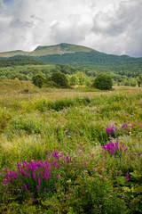 Tarnica, najwyższy szczyt w Polskich Bieszczadach, kwiecista łąka © Piotr Szpakowski