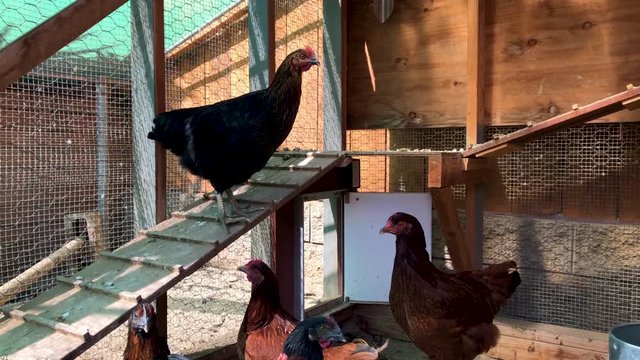 TIlt, Chickens in a Hen House. Colorful poultry.