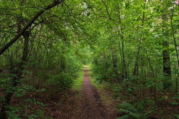 Fototapeta na wymiar a forest path among a dense forest