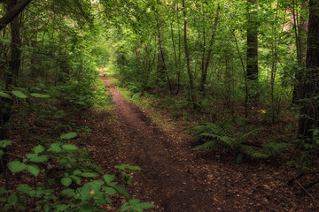 a forest path among a dense forest