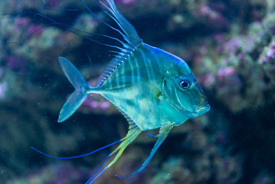 Indian threadfish - Alectis indica