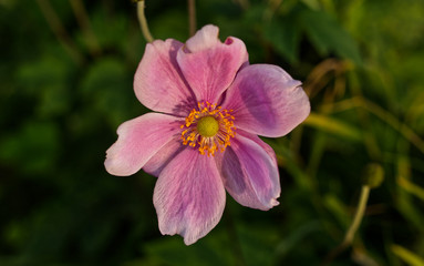 Obraz premium pink flower in the garden