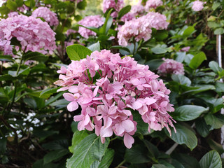 pink flowers in the garden