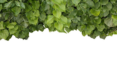 Green ivy plant isolated. ivy leaves isolated on a white background.