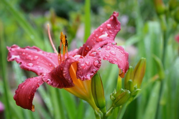 Blooming dark pink flower of Hemerocallis with rain drops on petals on natural green background in the garden