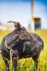 A black goat grazes on a leash in a meadow. Photographed in close-up.