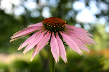 Blooming light pink flower of Echinacea with a few yellow stamens on natural green background in the garden