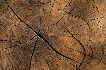 Fototapeta premium The texture of an old tree section. Rustic wooden background with copy space