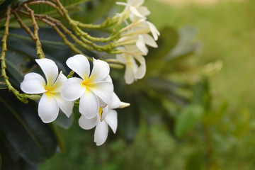 Fototapeta premium closeup of plumeria flower on tree