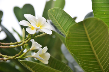 closeup of plumeria flower on tree
