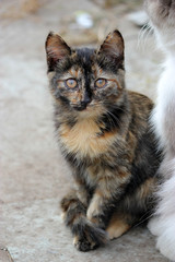 cute kitten, young cat looking forwards
