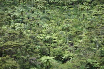 Fototapeta premium New Zealand Rainforest