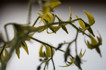 tomato flower, close-up