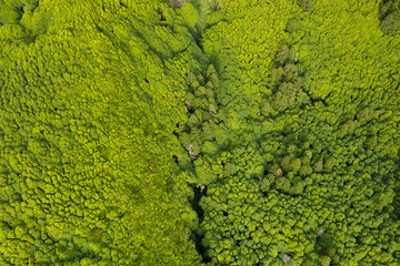 aerial of green tropical like forests and vegetation at Ilha das Flores Island near Po&ccedil;o Ribeira do Ferreiro at the Azores