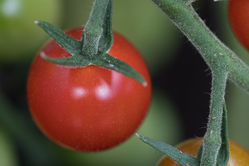 fresh cocktail tomatoes in the garden
